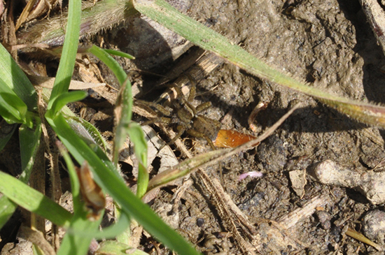 Lycosidae